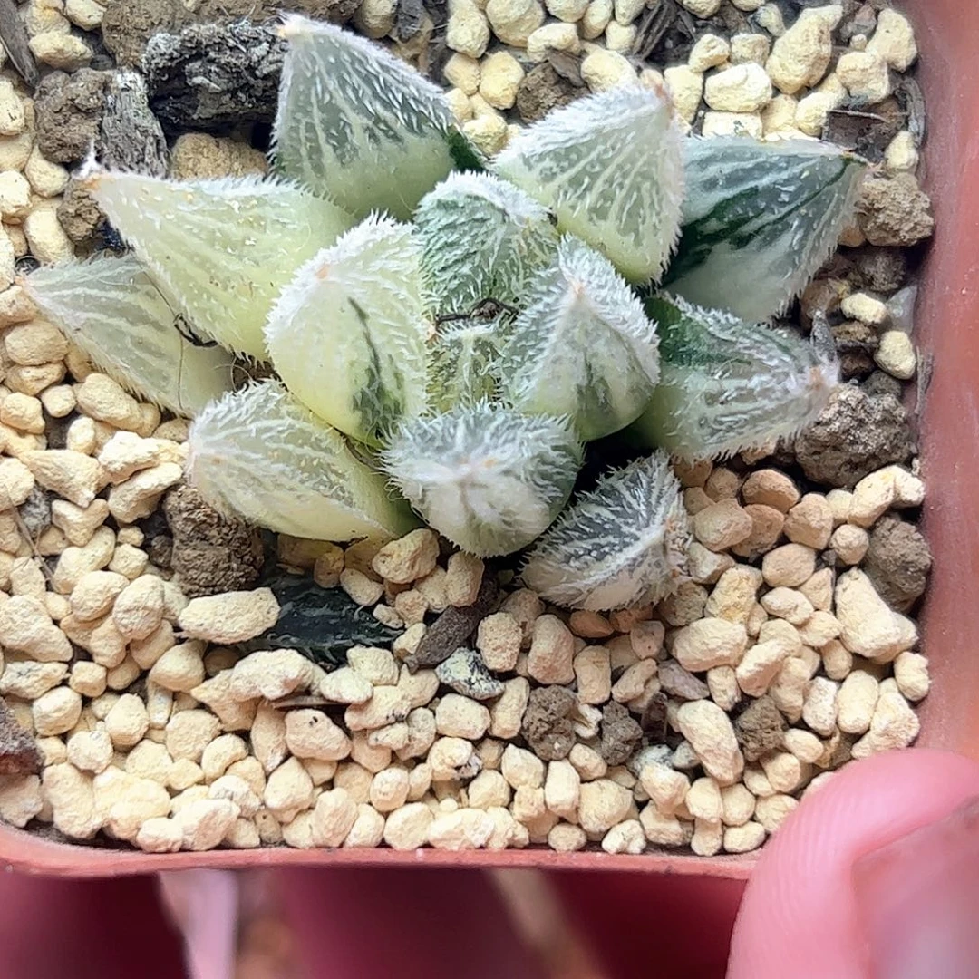 芷***婴糊斑十二卷多肉植物满