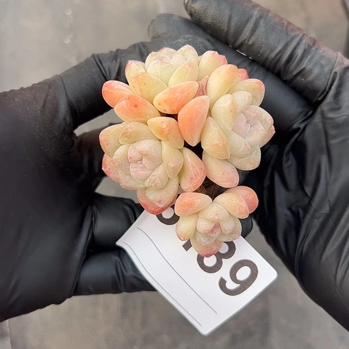 3489，四头冰玉带盆发