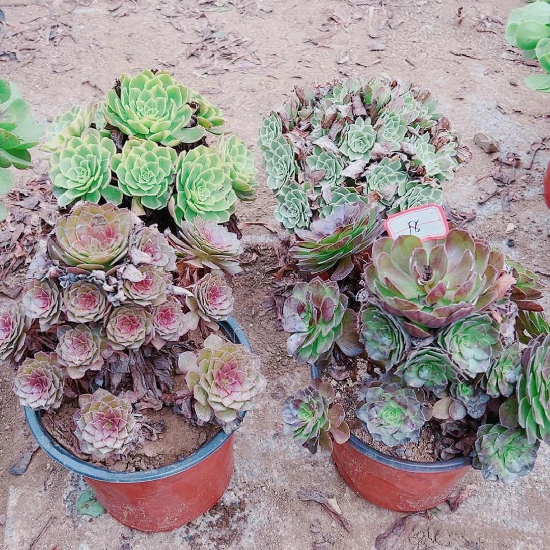 【闪购商品】无花朵顺**然18号套餐4颗多肉植物无售后