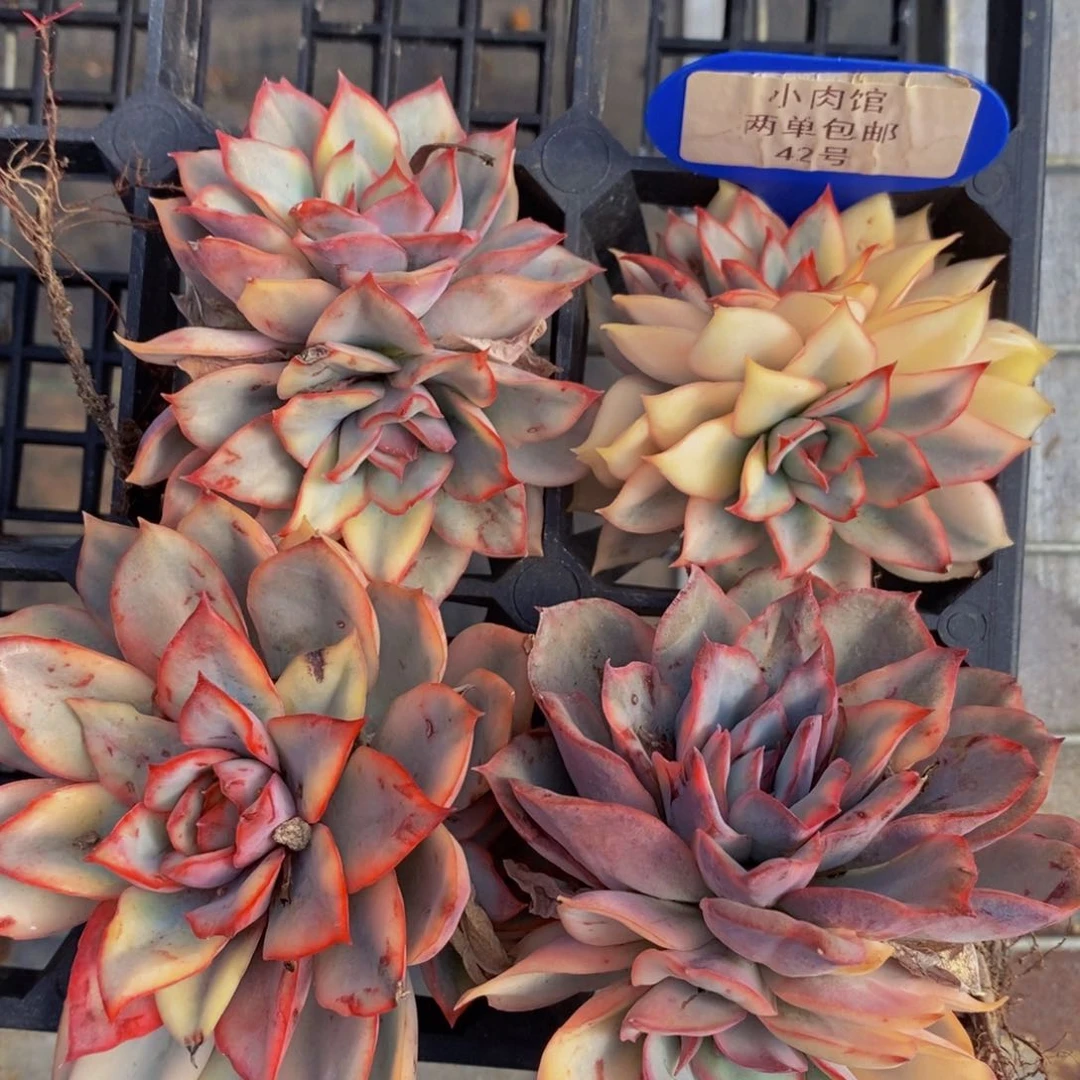 42-精品月光女神锦双头一个