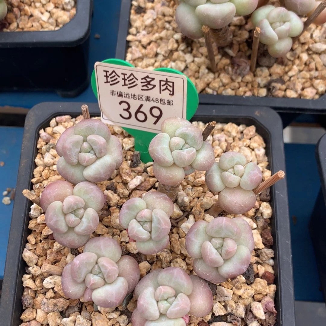 钻石纹泡泡糖老桩平头369