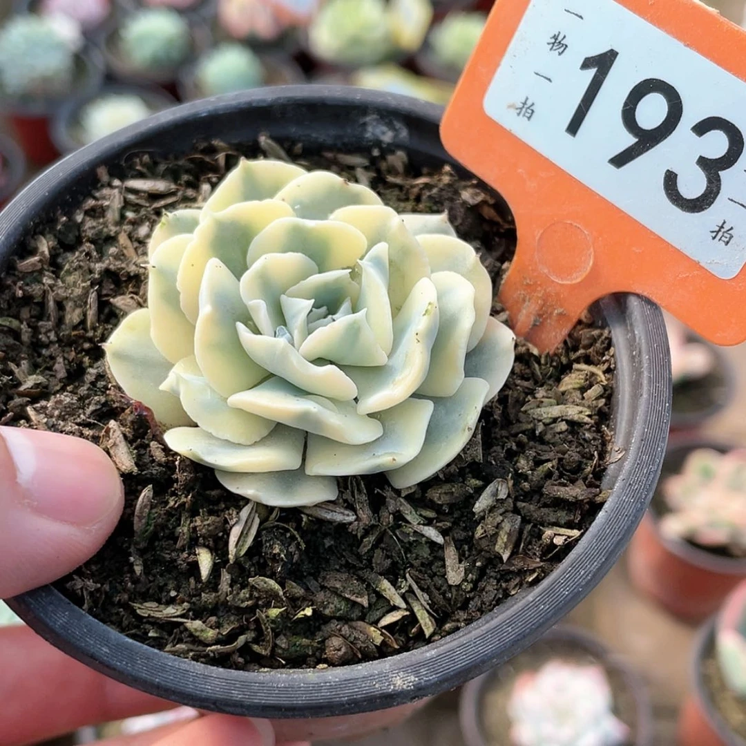 【闪购商品】?****?193号