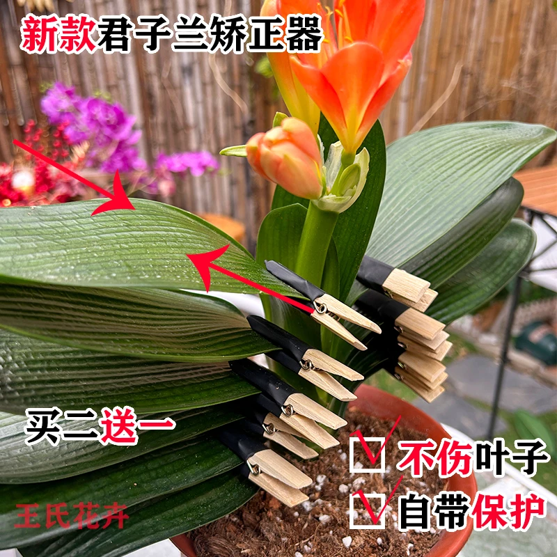 1竹夹 君子兰花卉盆栽整形定形矫正夹神器支架不伤叶子自带保护