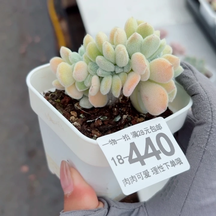 雪晃星缀化无盆土发货多