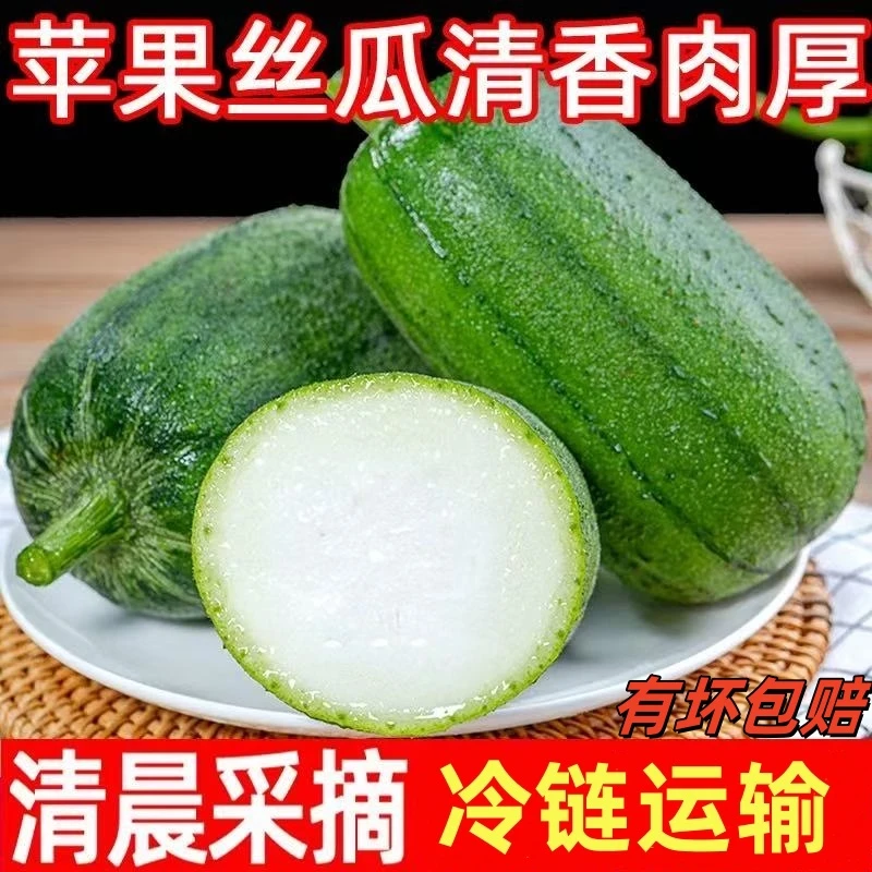苹果丝瓜5斤装新鲜蔬菜圆丝瓜绿丝瓜孕妇丝瓜胖肉白玉丝瓜香现摘