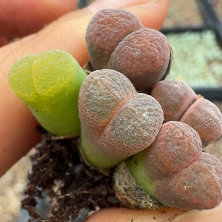 3724五颗福利出1l lu tu tu t