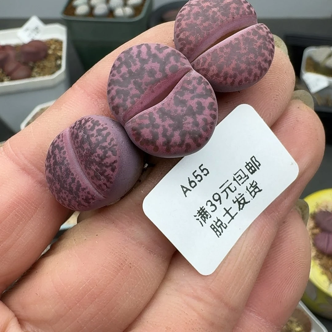 梅***s655多肉哈哈哈哈哈哈