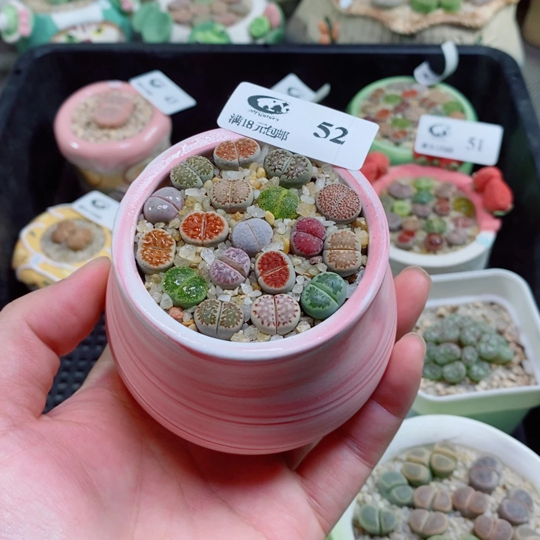 生石花花花花花花花52