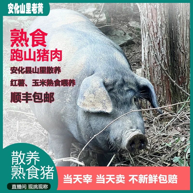 【板油、肥肉、其他 直播间称重】安化山里老黄熟食喂养安化农村土猪