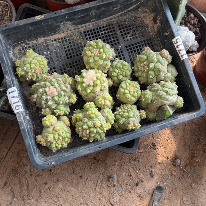 一筐古田仙人球1716号