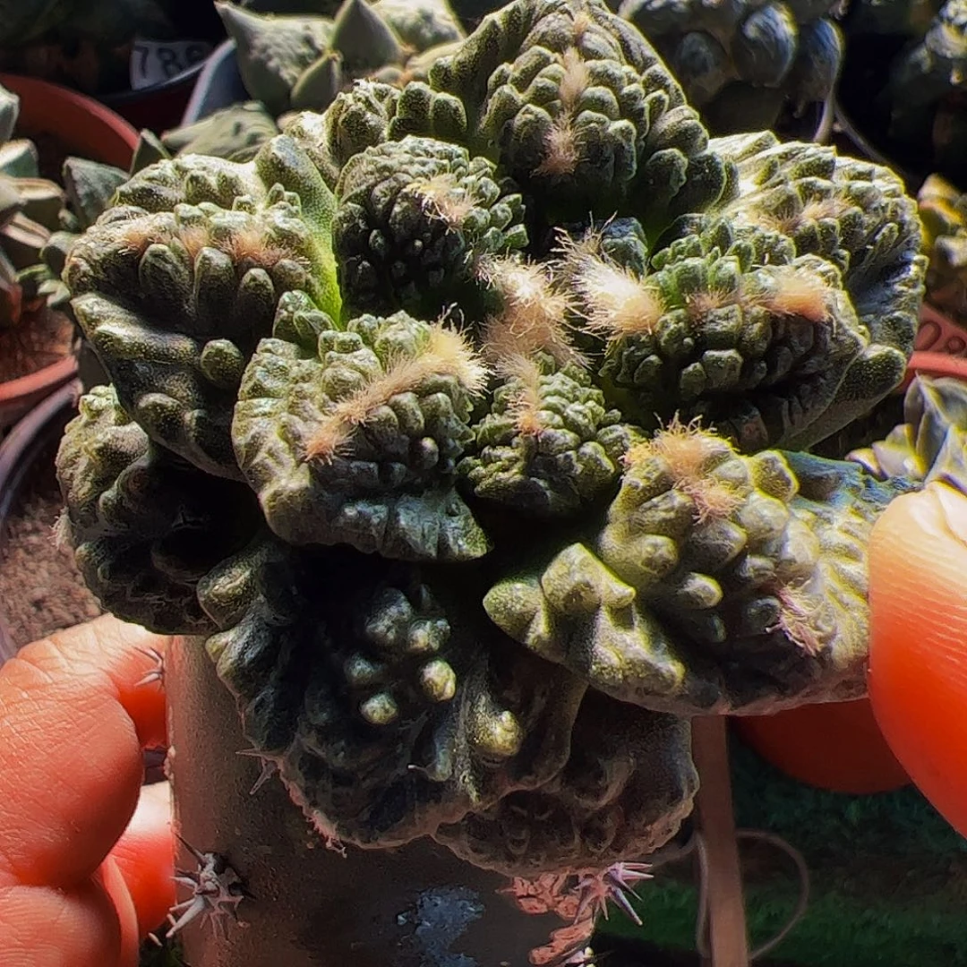 无花朵龟甲怒涛743