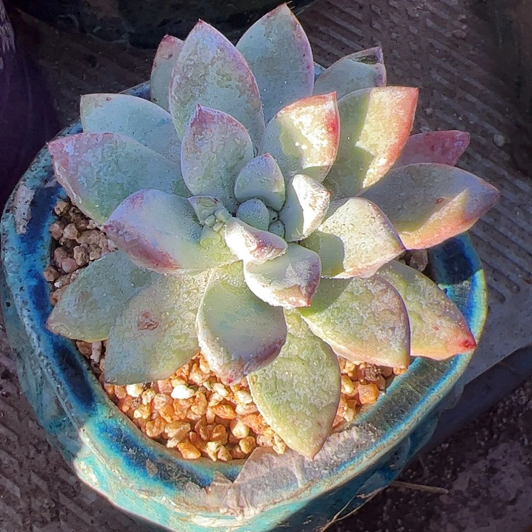 4293贝拉仙女杯多肉