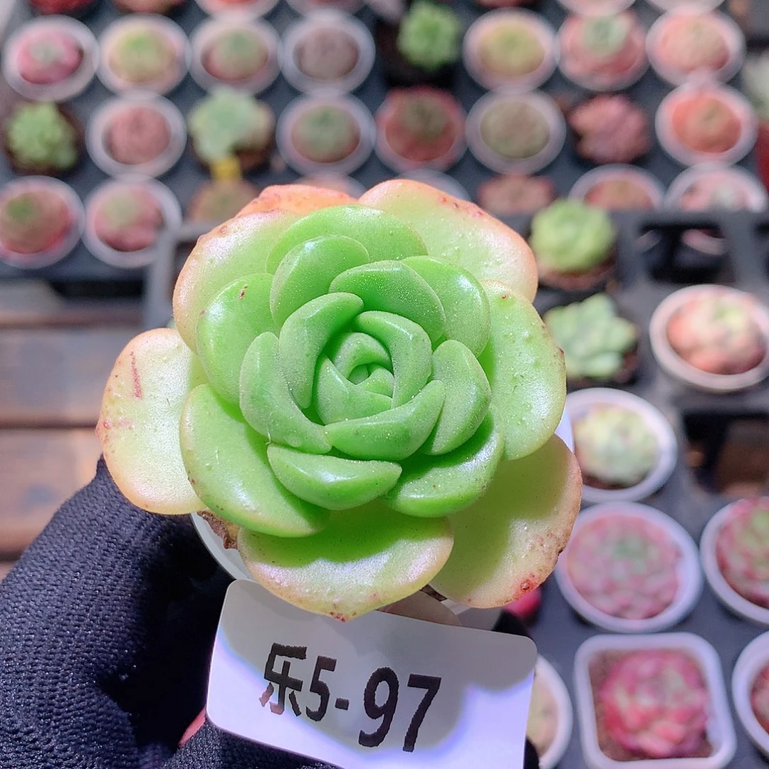 乐然5-97 百合丽丽
