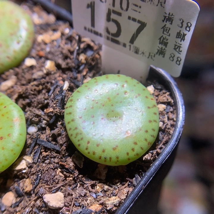 精品生石花310.157荷叶