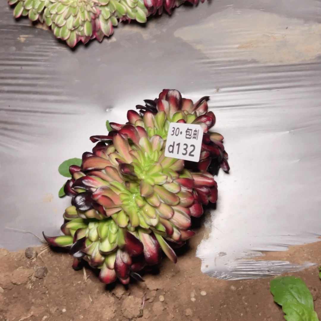 132花那锦缀多肉法师