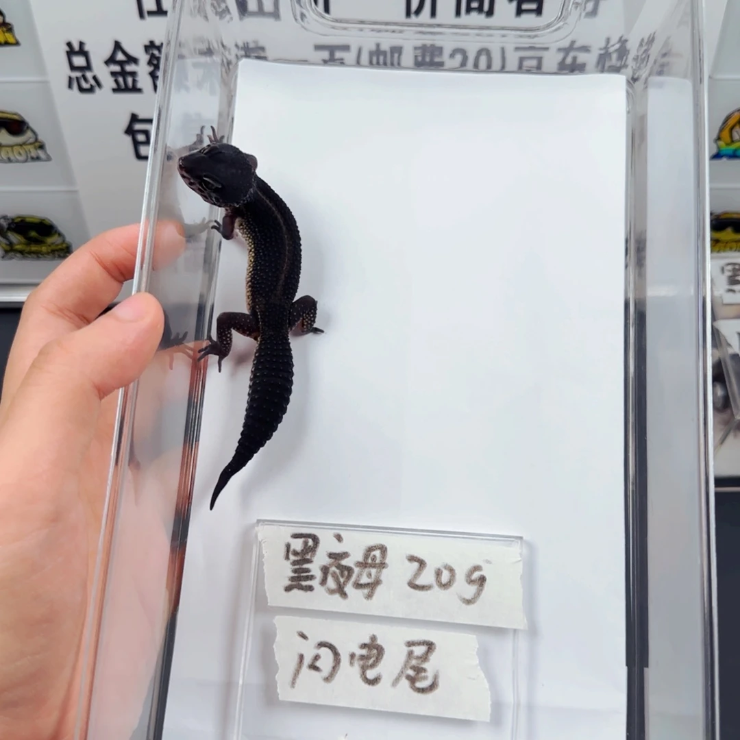 豹纹守宫豹纹守宫