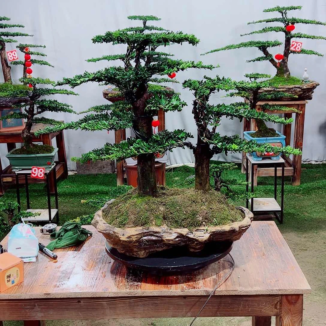 罗汉松小老桩珍珠罗汉松