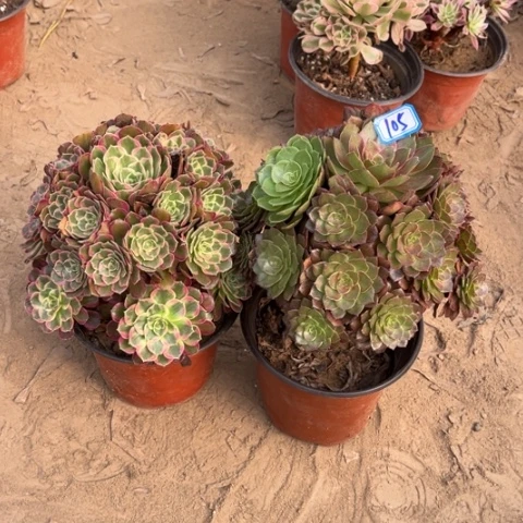 105多肉植物组合,