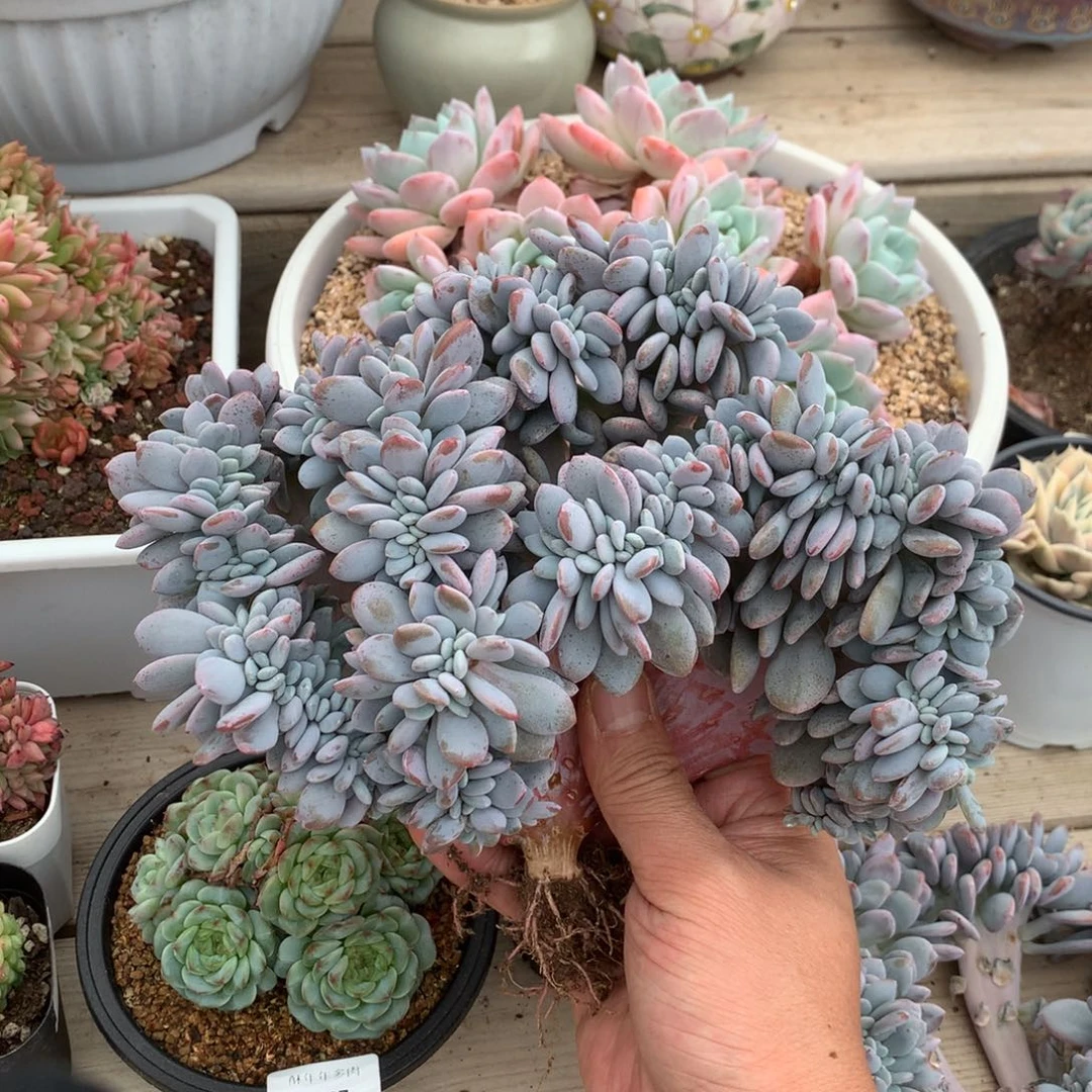6629粉兔缀化一颗24厘米