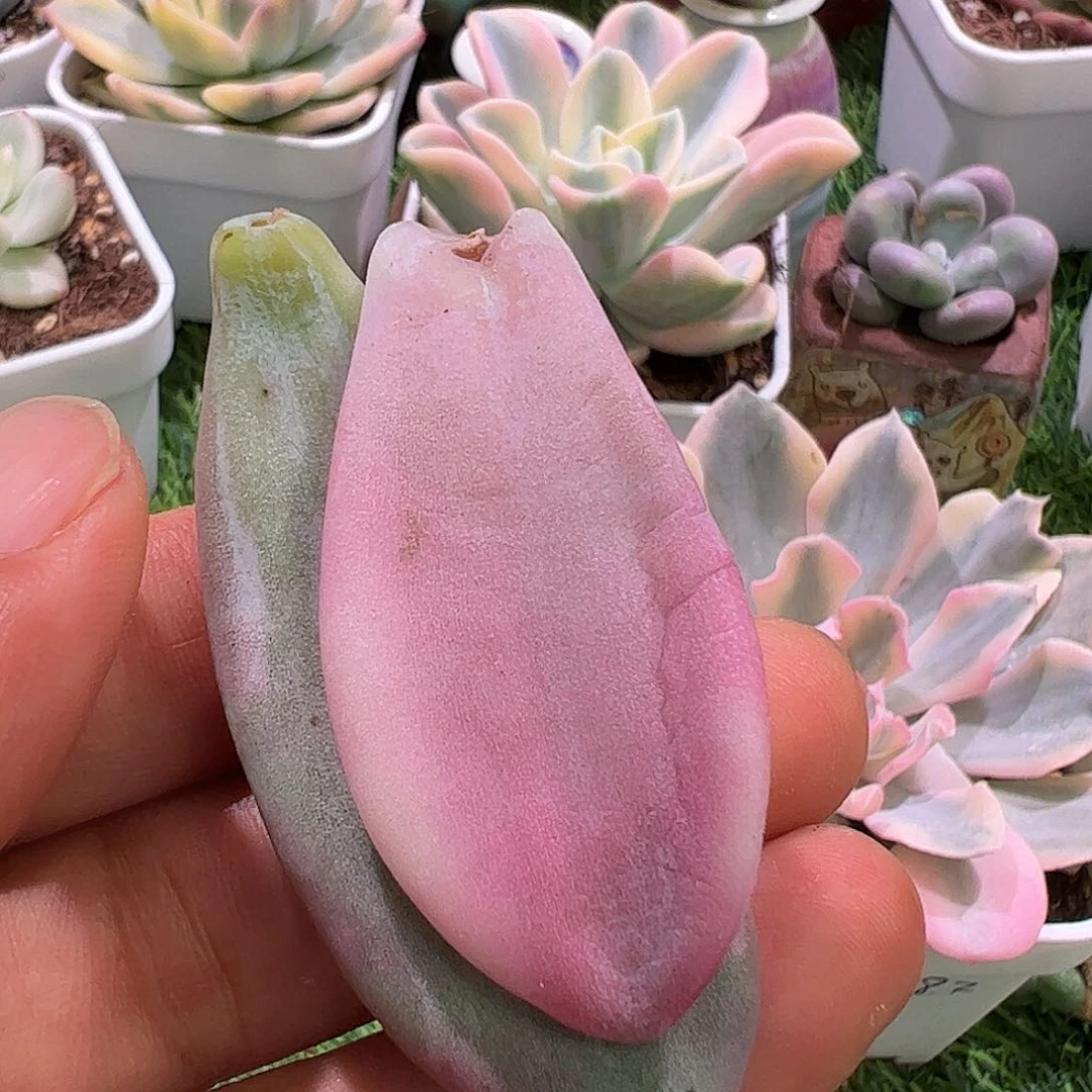 锦***s多肉植物多肉植物