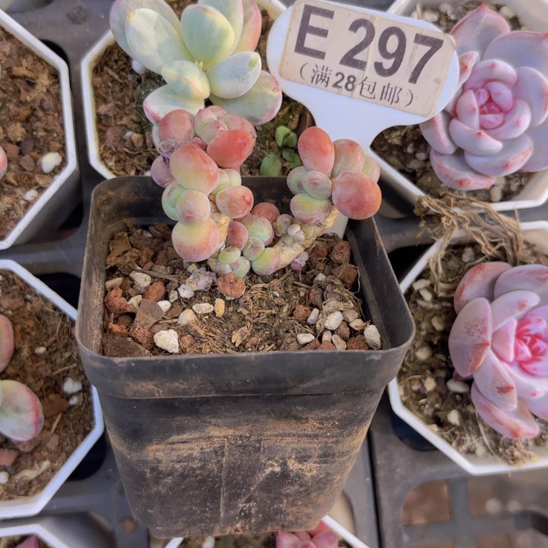 E297苹果奶一物一拍