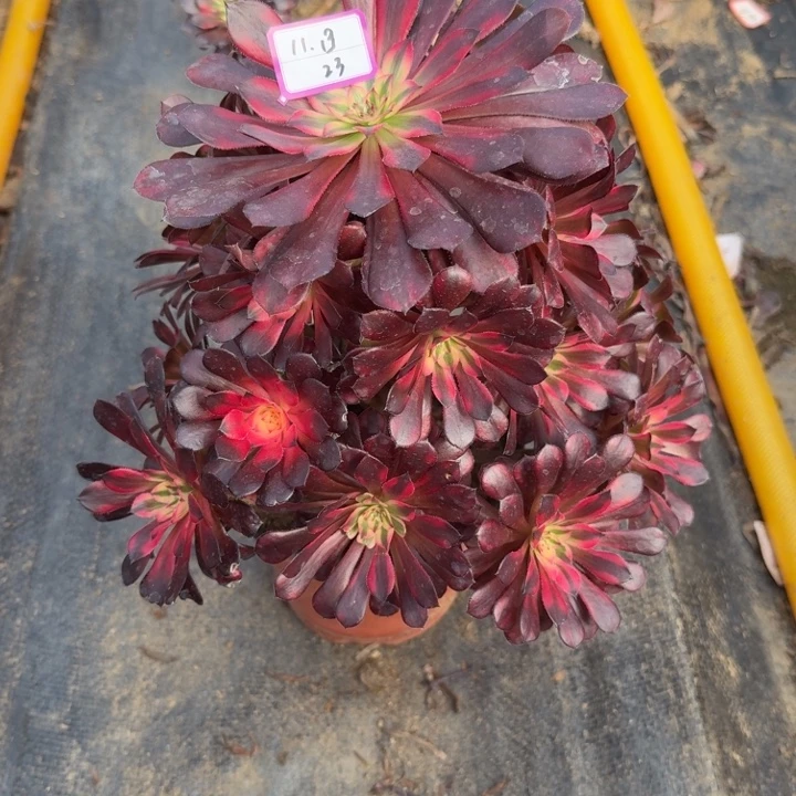 黑桐超白多肉植物23