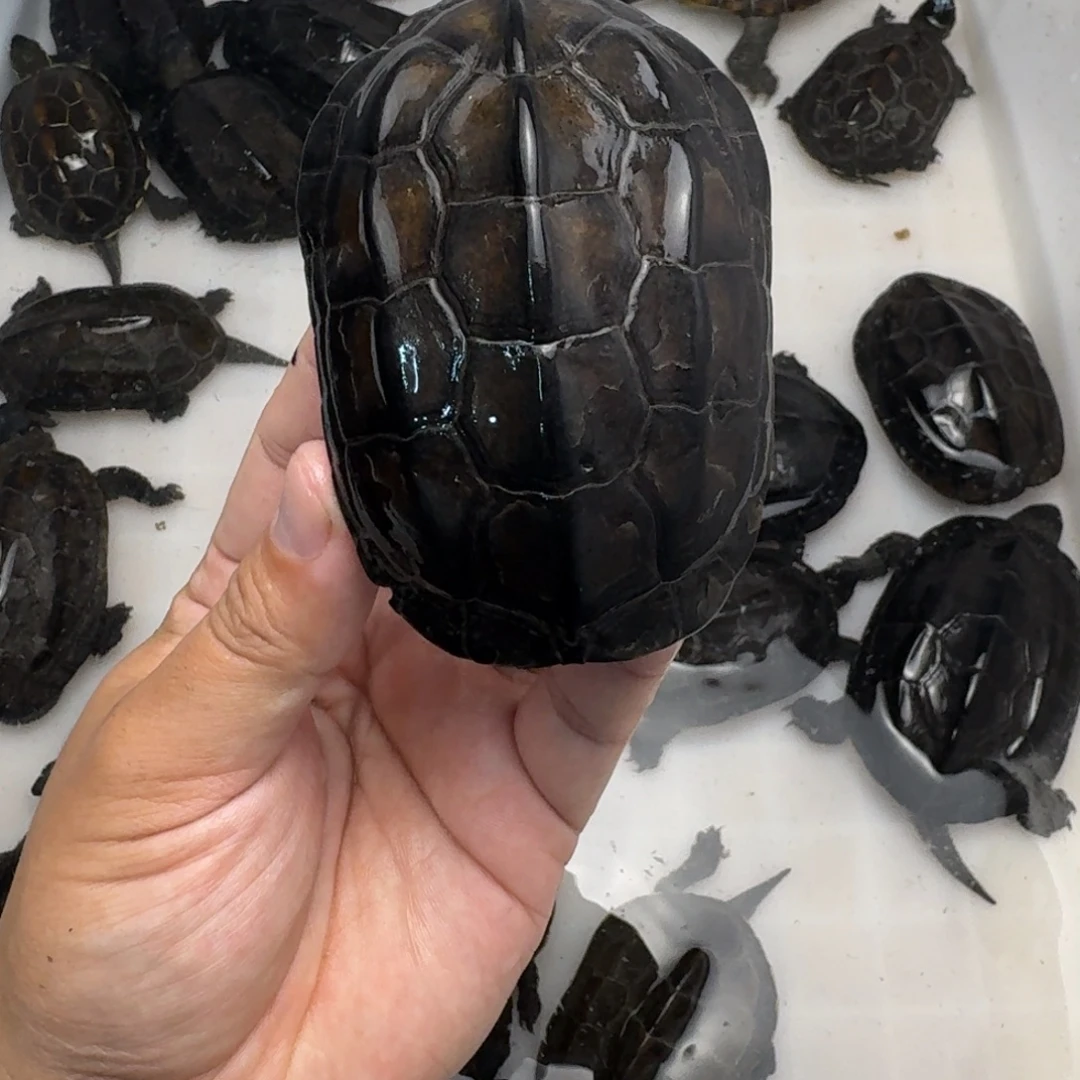 绿毛龟公苏北小墨龟