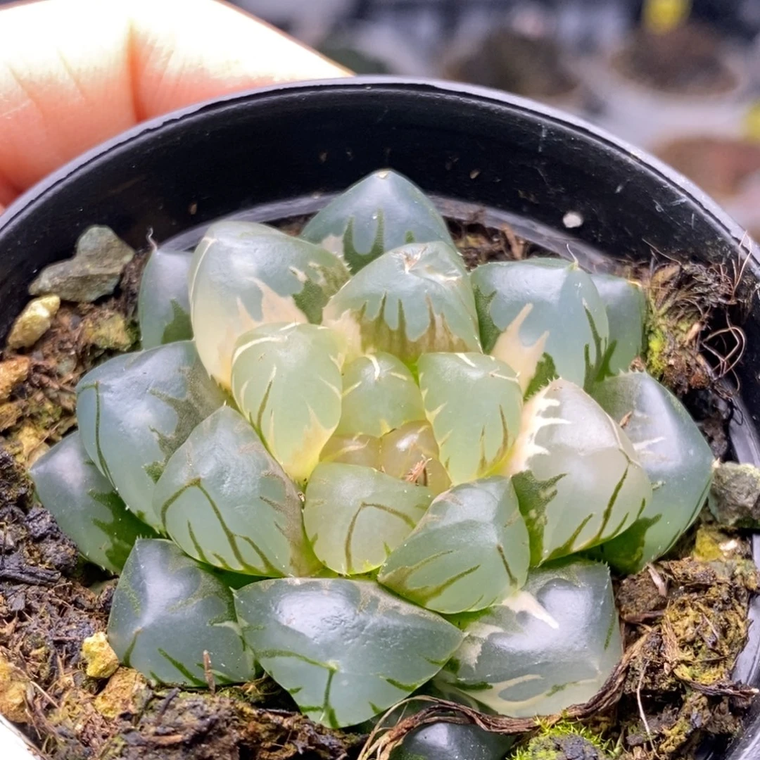 109号水中月玉露锦