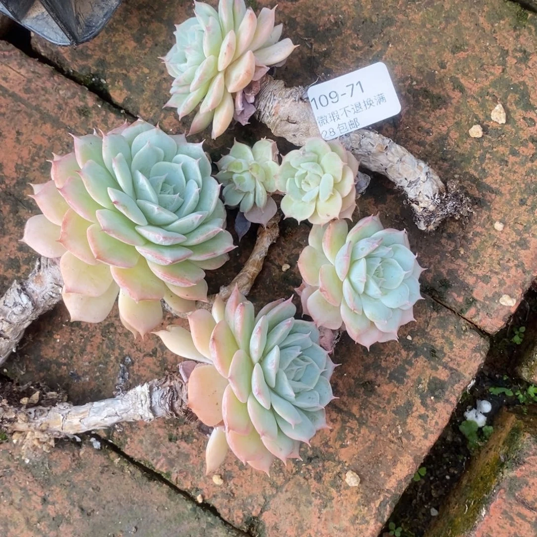 静***.71号多肉一堆断的