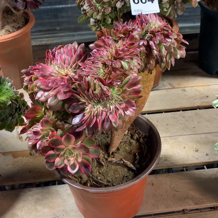 664万圣节白锦缀多肉法师