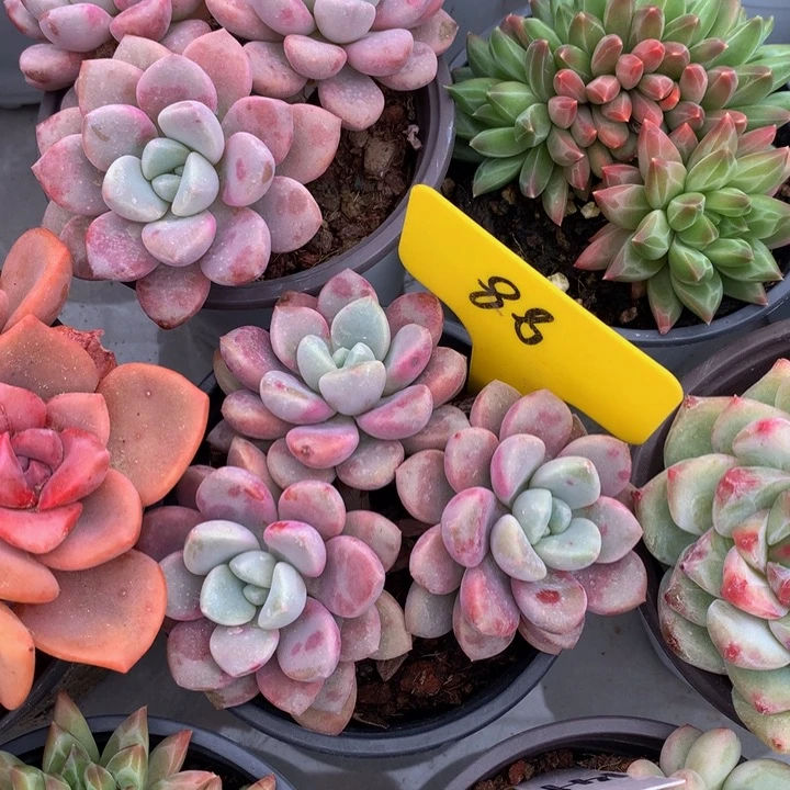 多日子合集73737377383