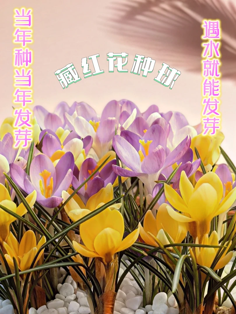 正宗特级藏红花种球