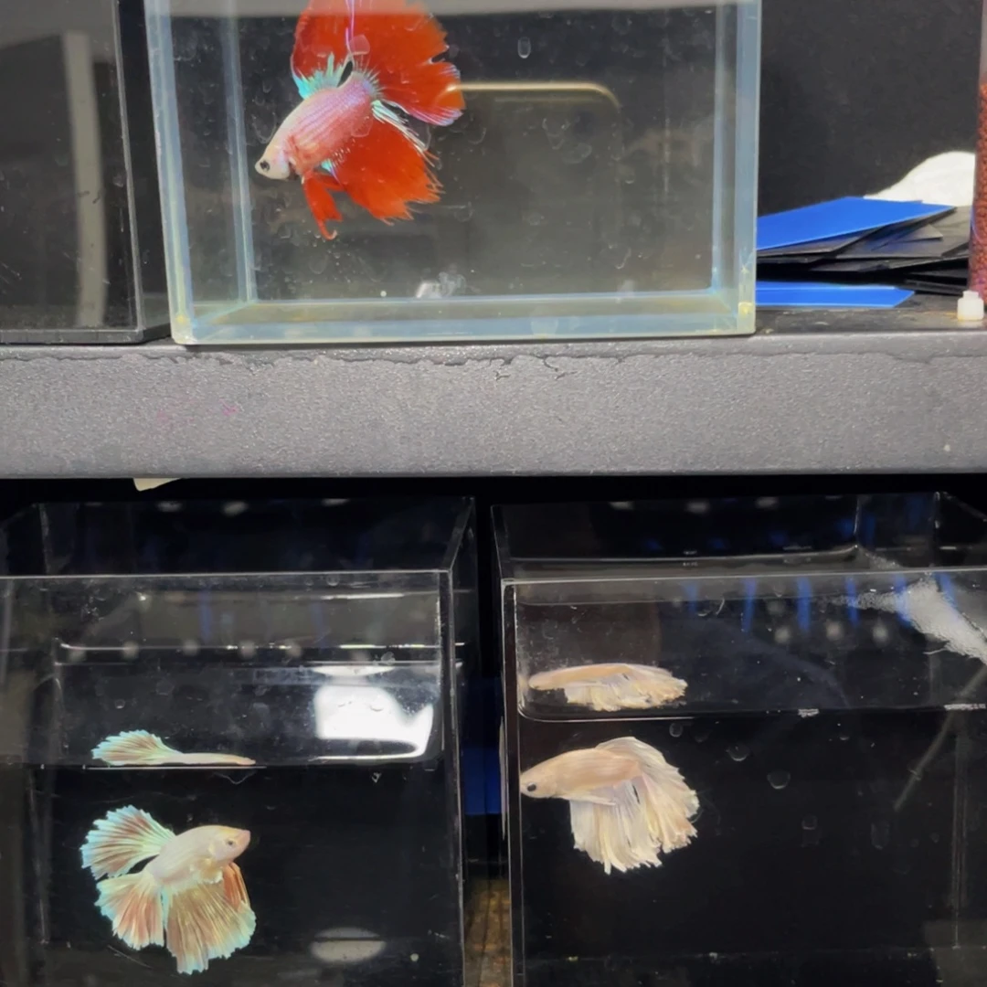 海水鱼哈哈哈就斤斤计较斤斤计较