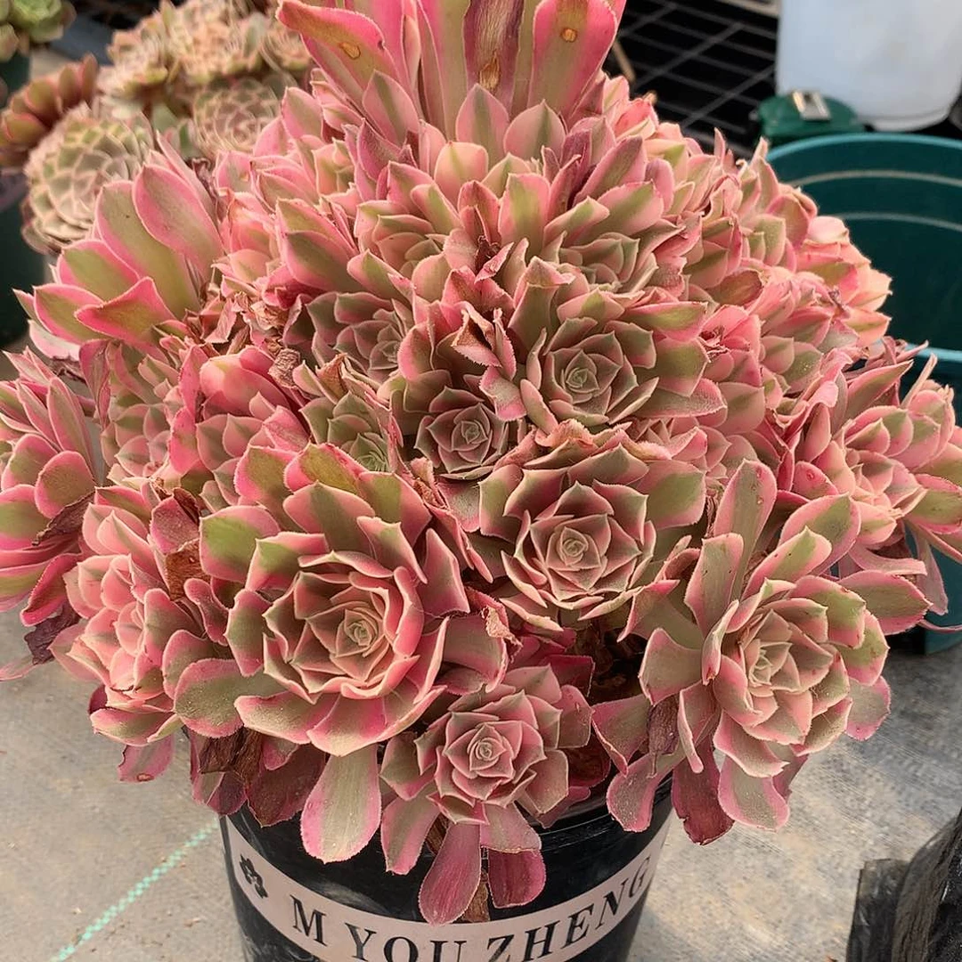 无花朵女巫法师图片多肉植物