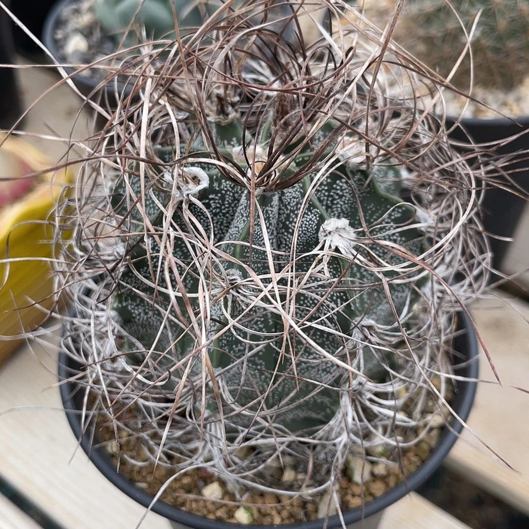 仙人球星球属瑞凤玉实生6.9厘米