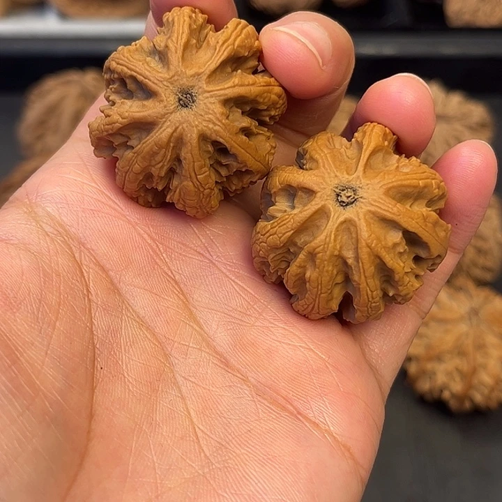 核桃秦岭突突突突突突突4