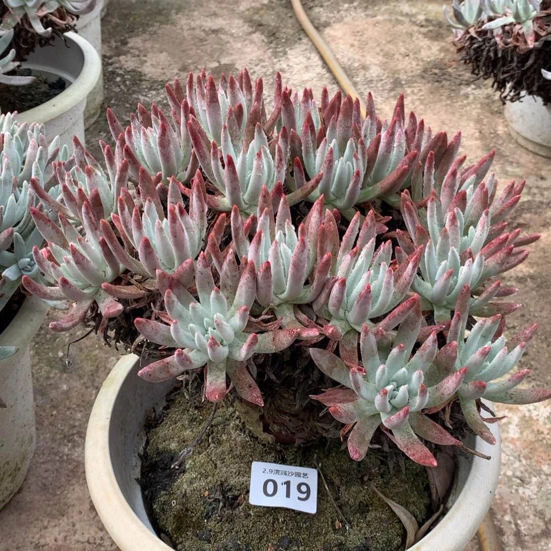 艾杜杂拇指019多肉植物
