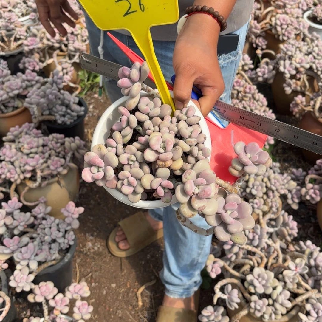 瀑*雨26号老庄大田作物