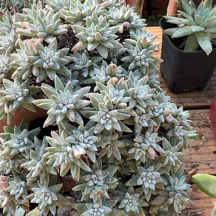 70头白菊一物一拍170