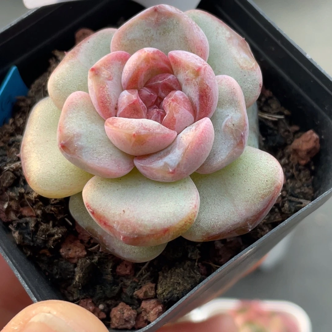 610号糖心冰心珍妮