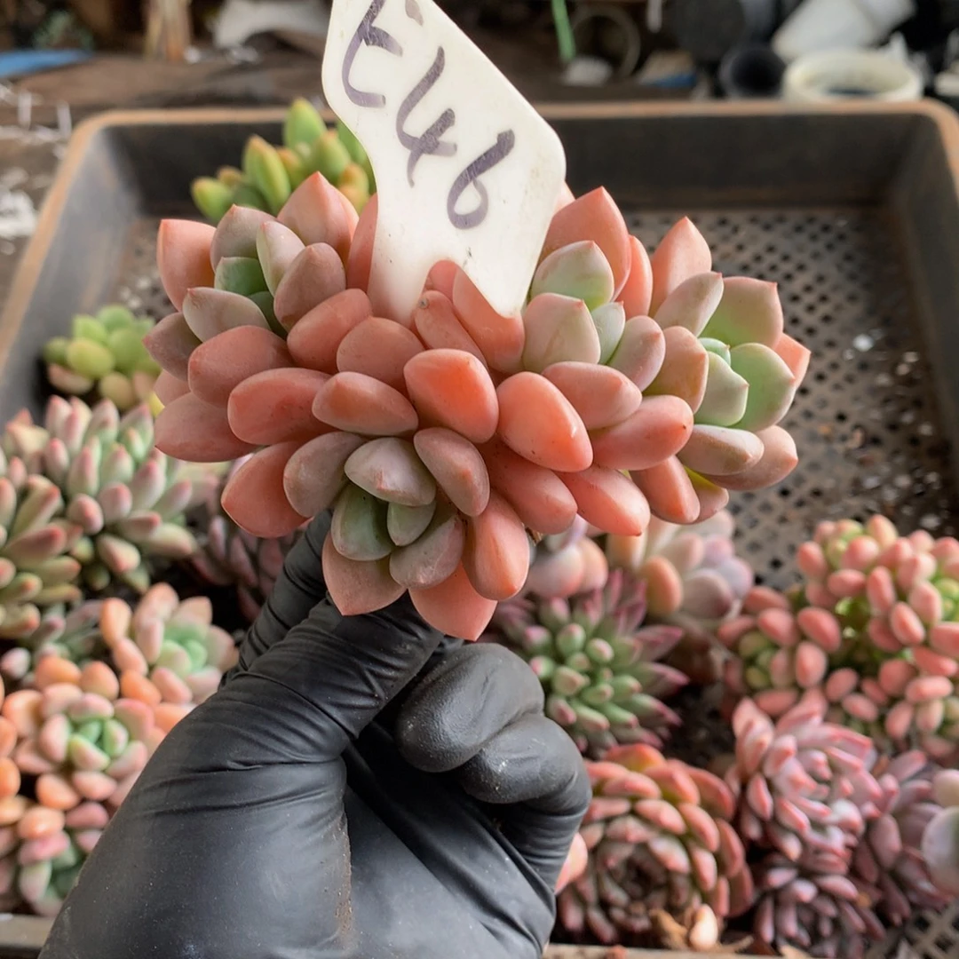 恩***宝多肉植物455677788