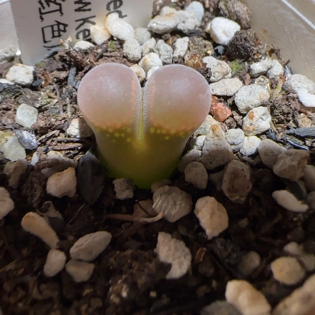 肉锥多肉植物组合-肯哈德1471