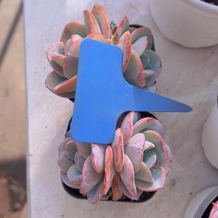 健健康康平平安安