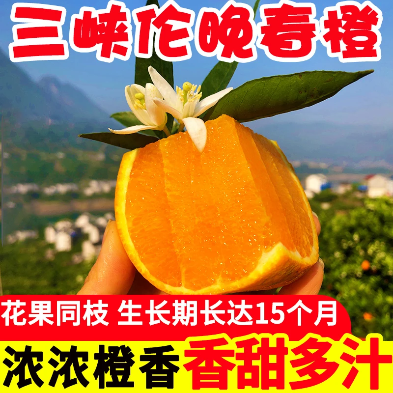 正宗湖北宜昌秭归伦晚春橙 净重5斤/9斤/12枚礼盒