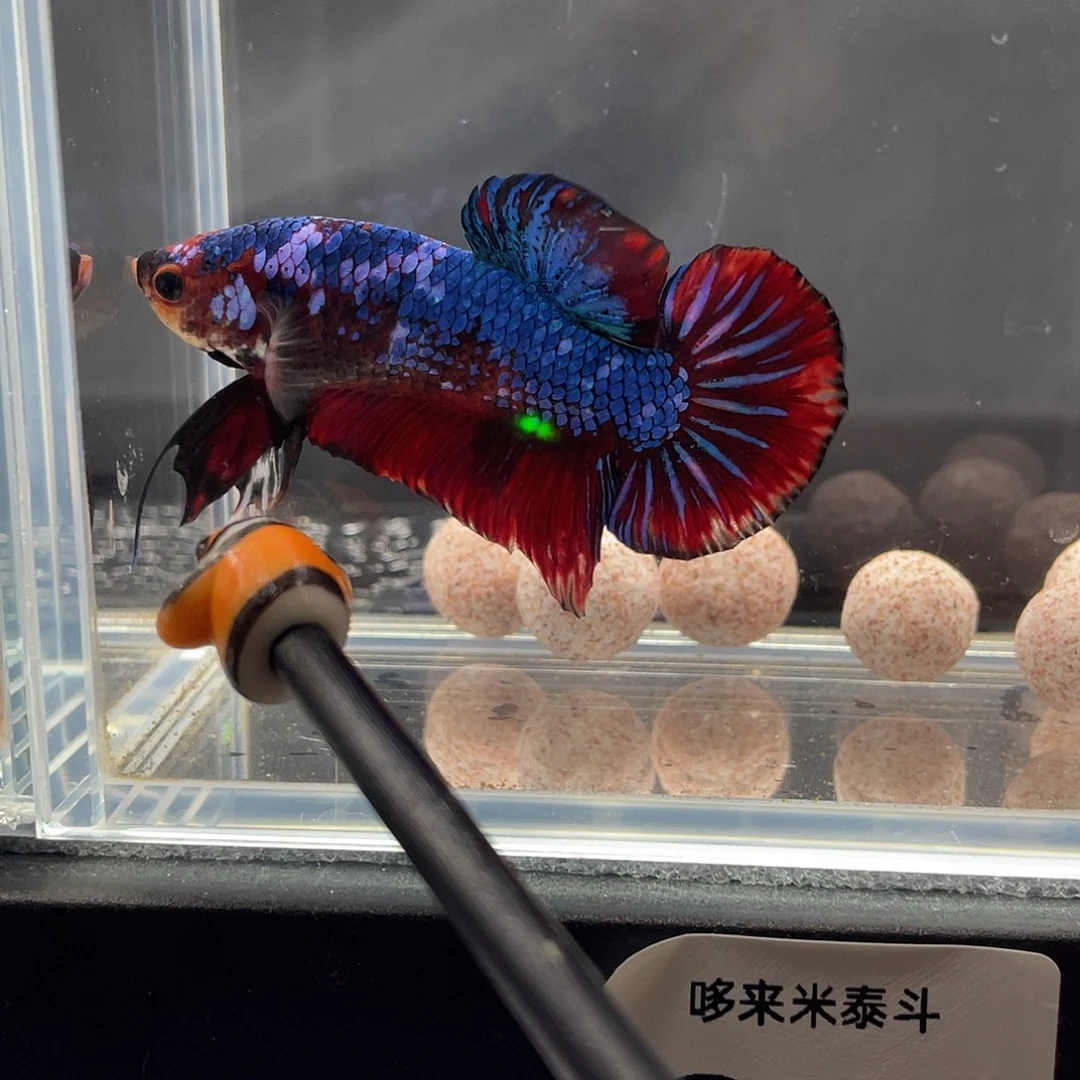 斗鱼12.7 巨斗  012