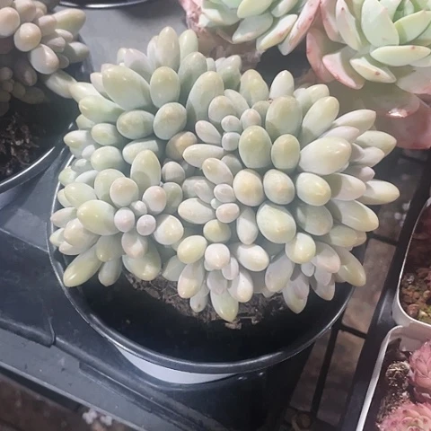 汤圆45一盆888888