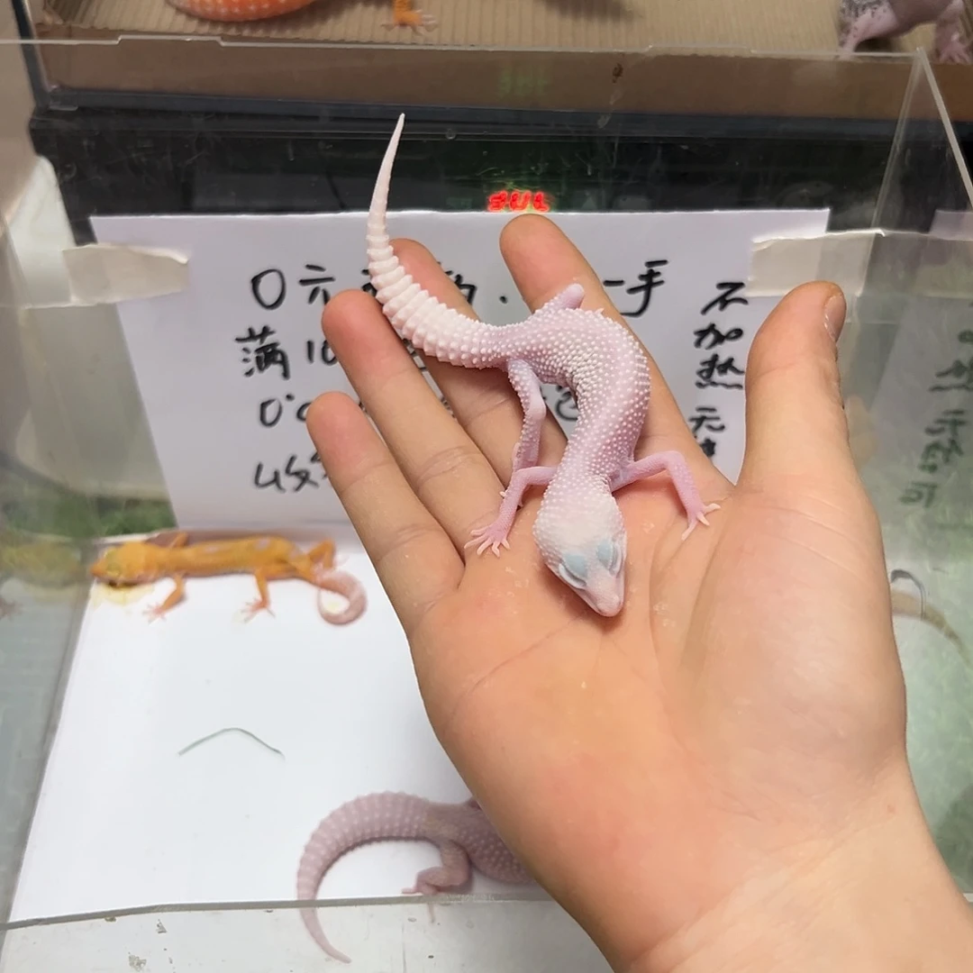 豹纹守宫豹纹守宫