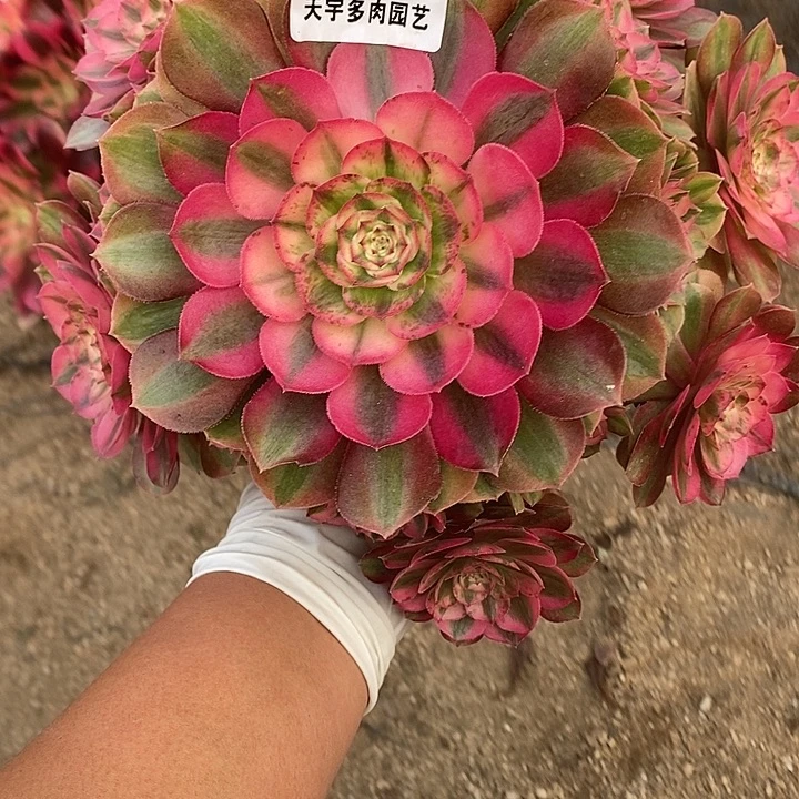 多肉植物火龙果936多肉