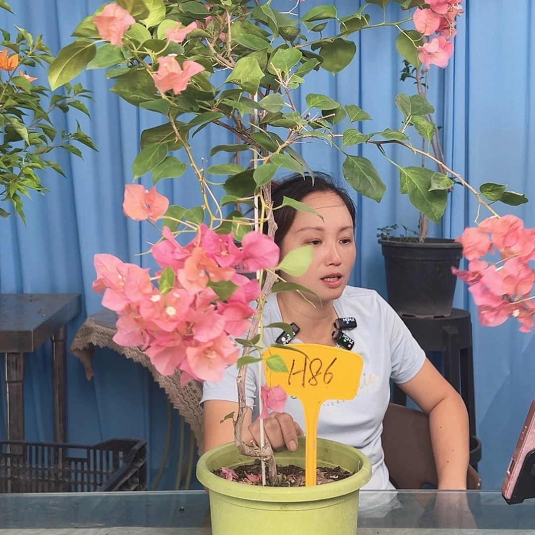 你***一当前无花栽培后可以开花H86暗夕