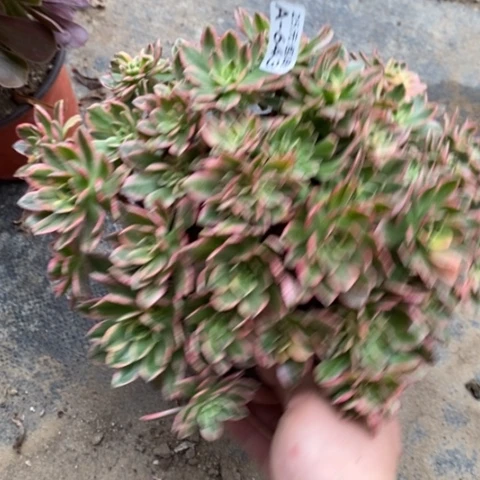 643甜茶满25包邮多肉